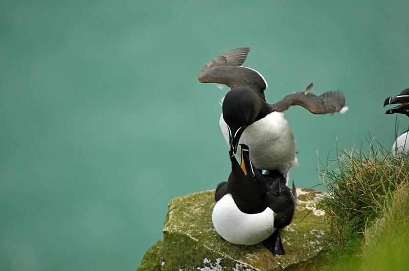Razorbills - Auks