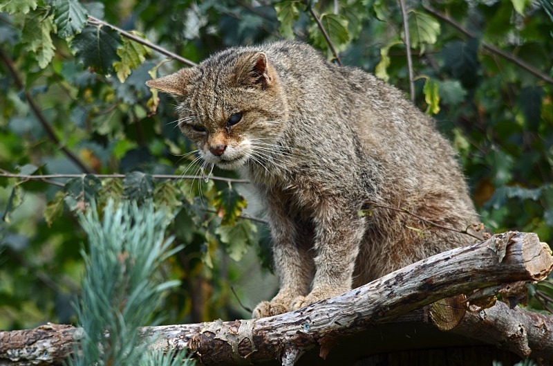 Scottish Wildcat - Scottish Wildcat