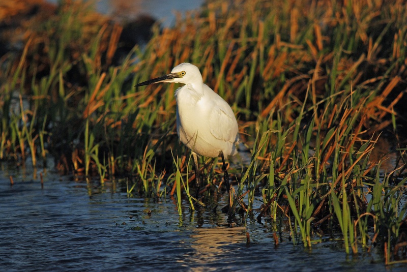 Little Egret - Catalunya