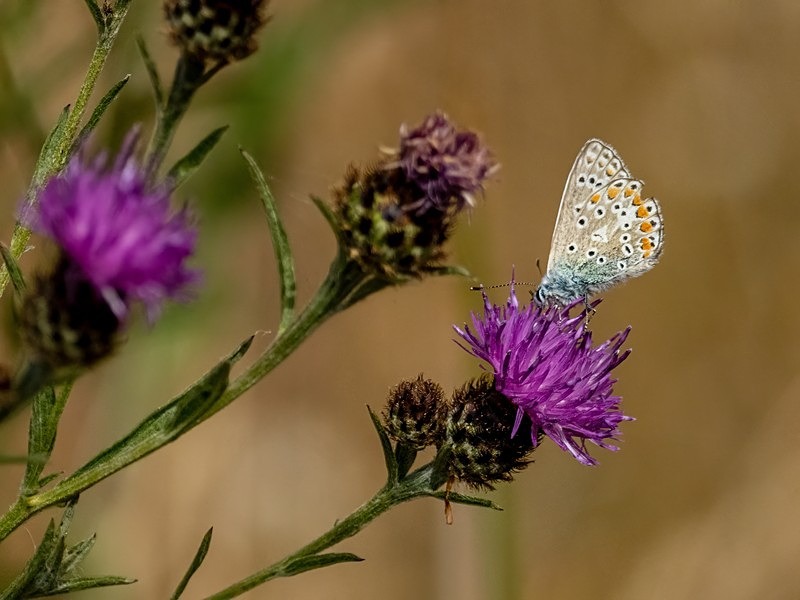 Common Blue - Butterflies