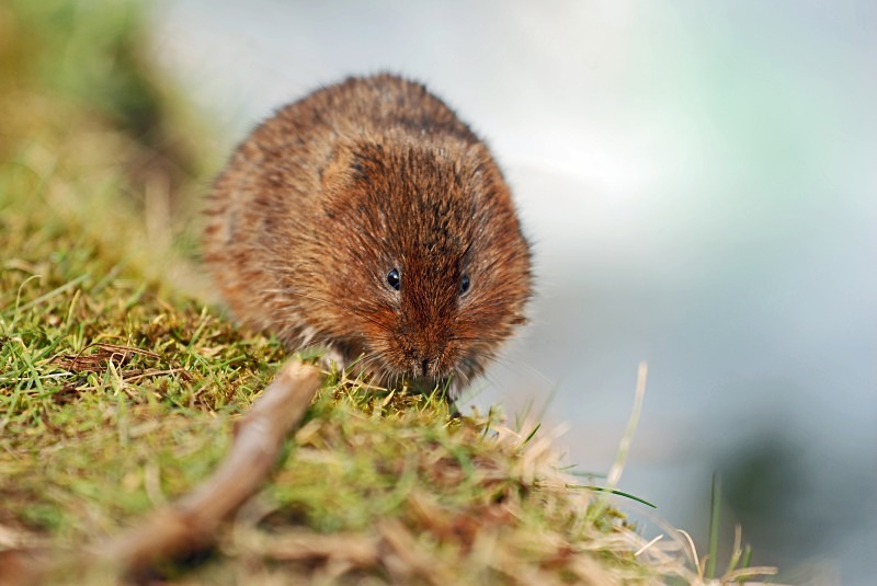 Water Vole - Water Voles