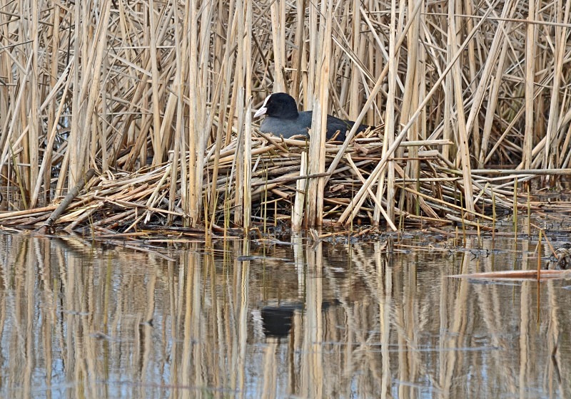 Coot - Crakes and rails