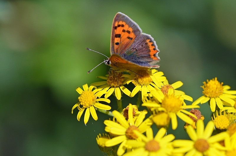 Small Copper - Butterflies