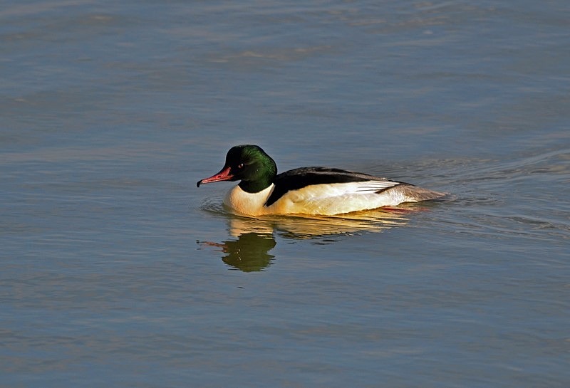 Goosander - Sawbills