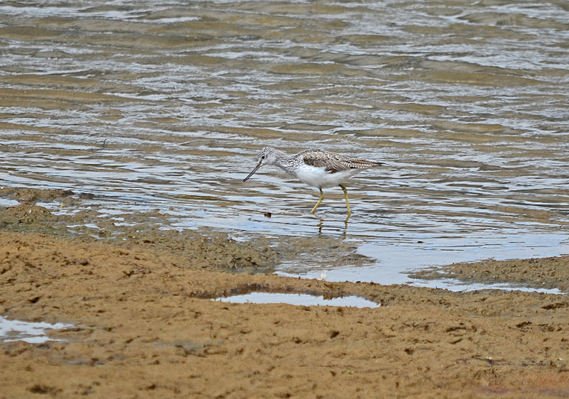 Greenshank - Sandpipers