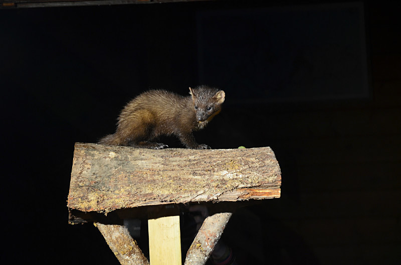 Pine Marten - Pine Martens