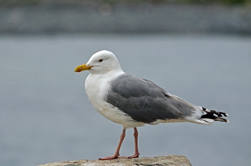 Herring Gull - North Norway