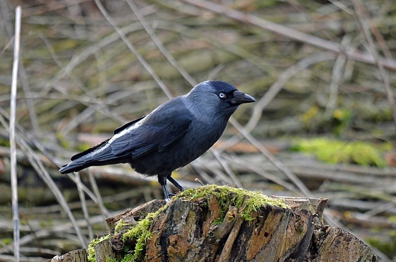 Jackdaw - Crows