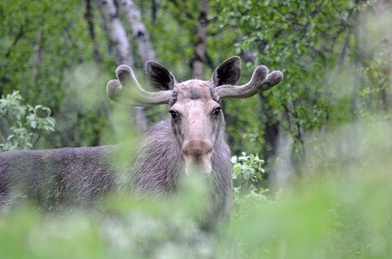 Elk (Moose) - North Norway