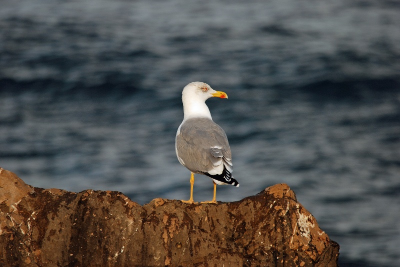 Yellow-legged Gull - Catalunya