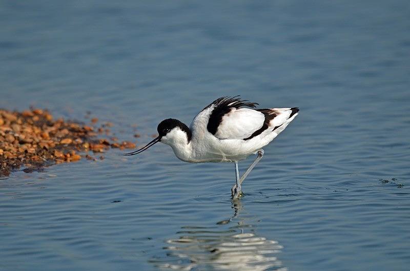 Avocet - Avocets and stilts