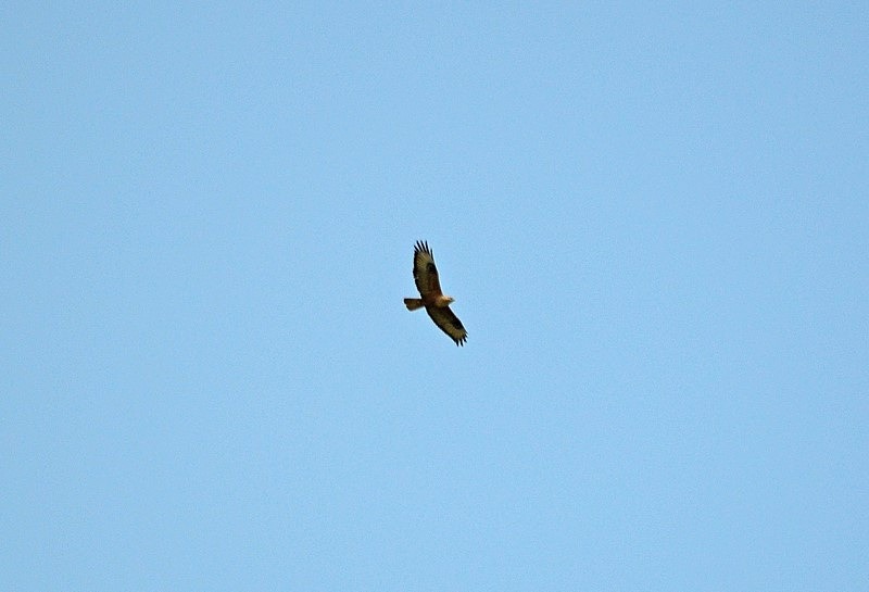 Long-legged Buzzard - Bulgaria