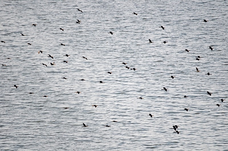 Pygmy Cormorants - Bulgaria