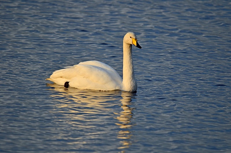 Whooper Swan - Whooper and Bewick's Swans