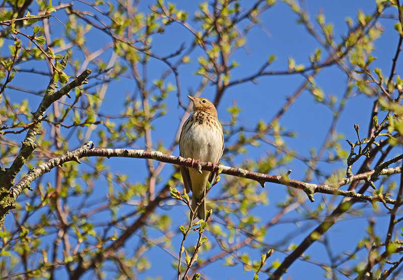 Tree Pipit - Pipits