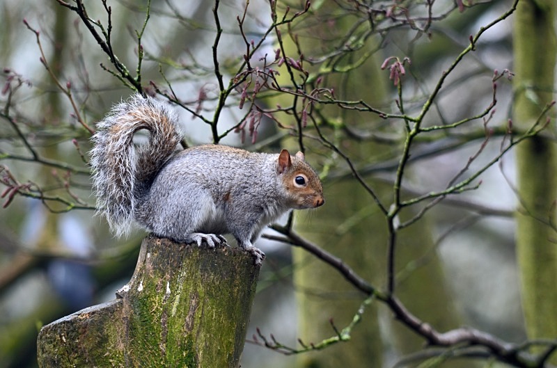 Grey Squirrel - Grey Squirrels