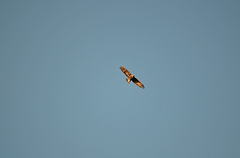 Golden Eagle - Birds of prey