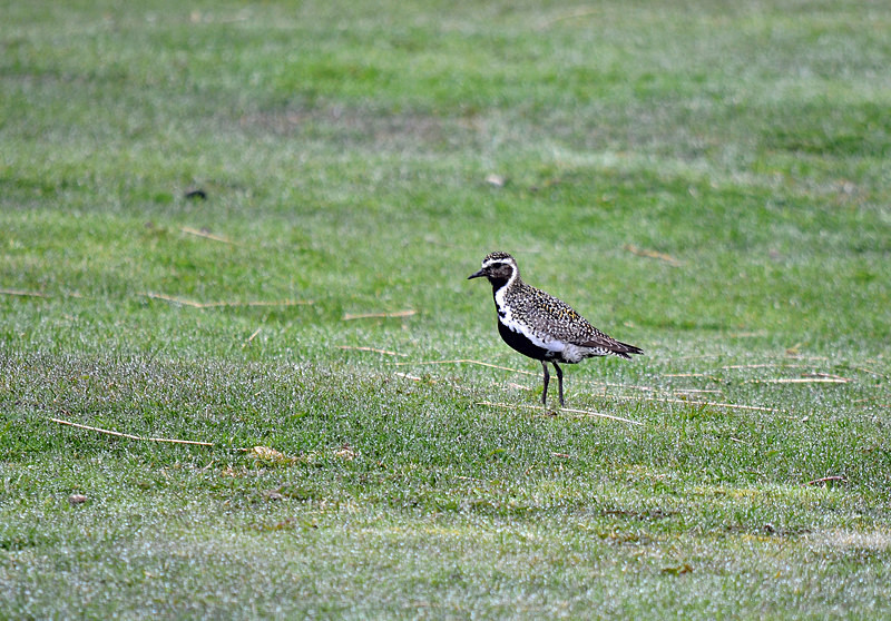 Golden Plover - North east Iceland