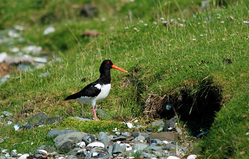 Oystercatcher - Oystercatchers
