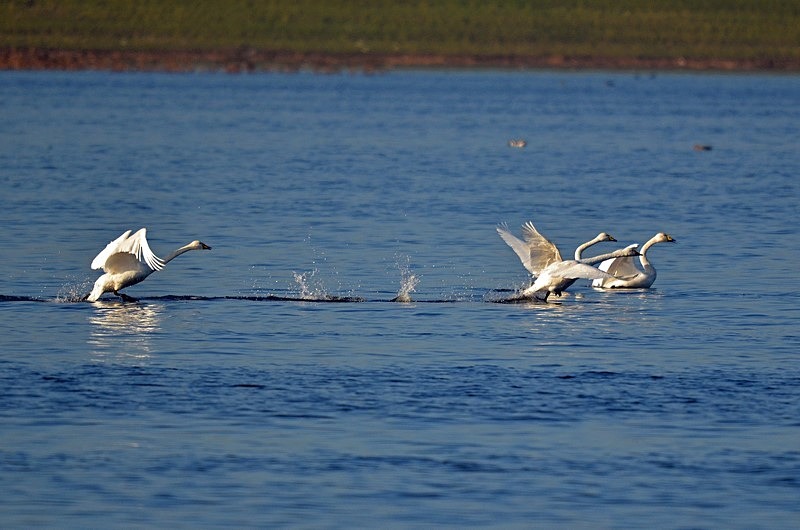 Whooper Swans - Whooper and Bewick's Swans