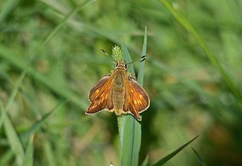 Large Skipper - Butterflies