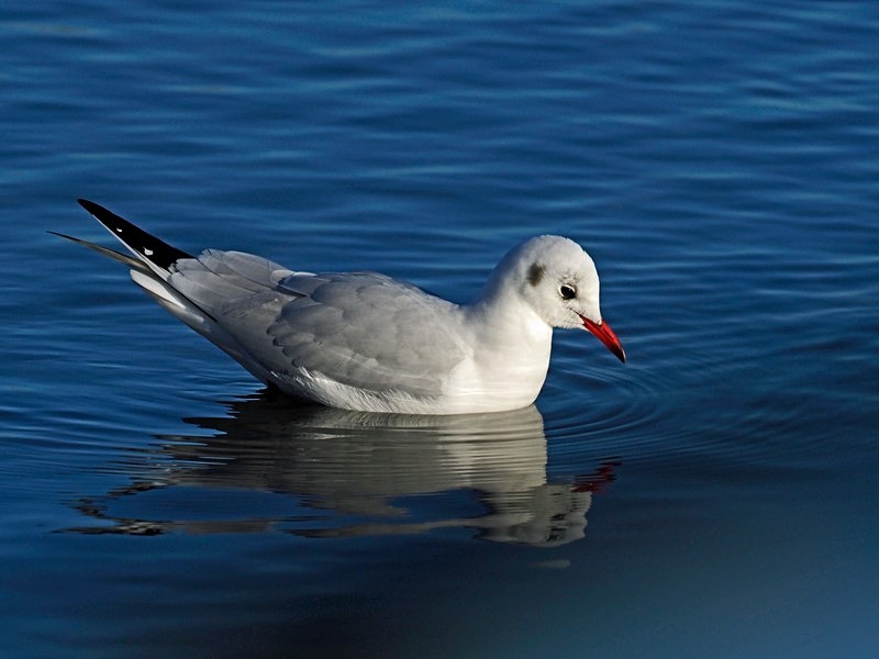 Black-headed Gull - Gulls