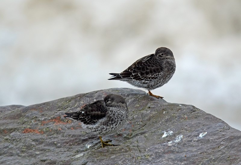 Purple Sandpipers - Sandpipers
