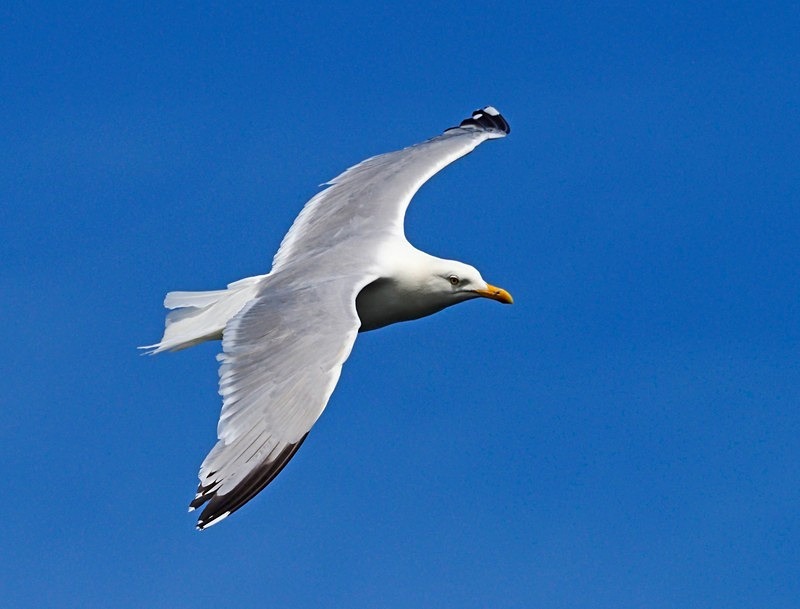 Herring Gull - Gulls
