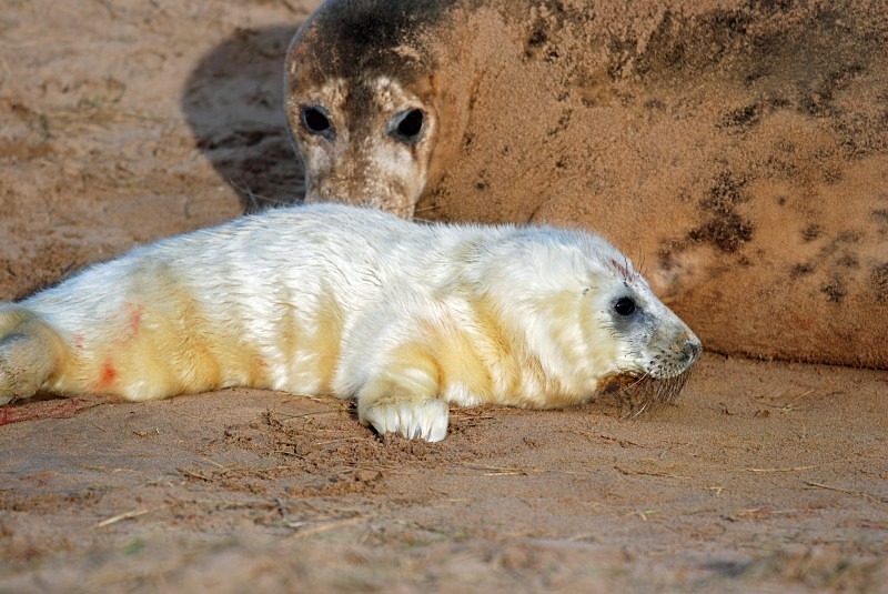 Atlantic Grey Seal - Atlantic Grey Seals