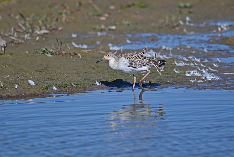 Ruff - Sandpipers