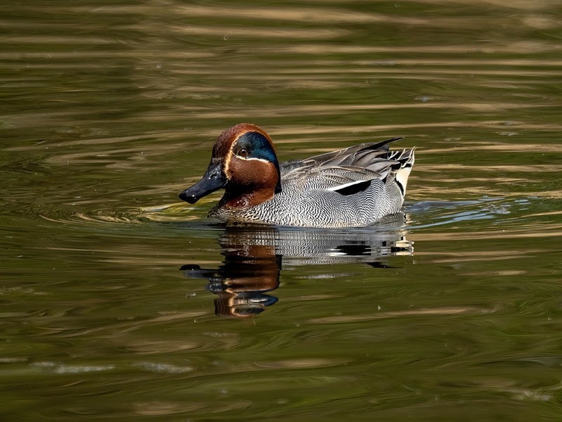 Teal - Dabbling ducks