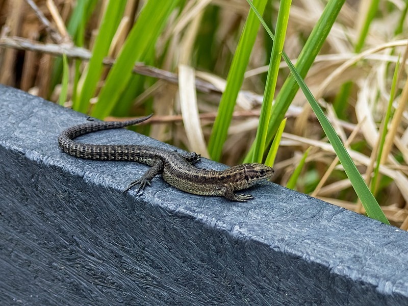 Common Lizard - Lizards