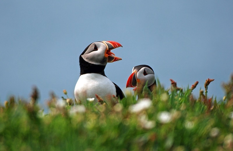 Puffins - Puffins