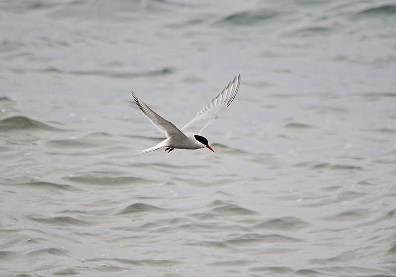 Arctic Tern - North east Iceland