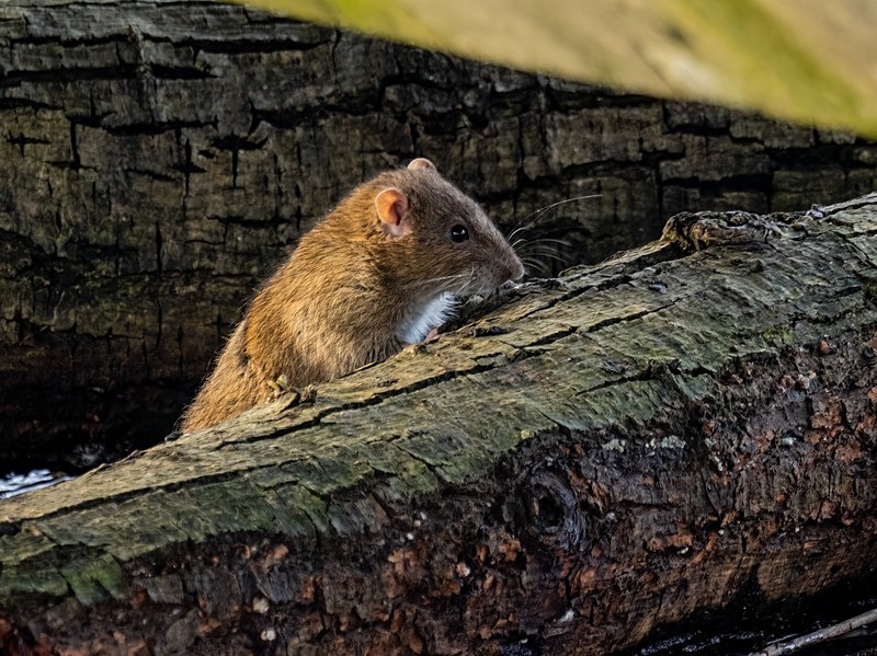 Brown Rat - Other mammals