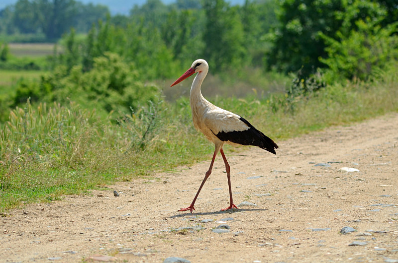 White Stork - Central Macedonia
