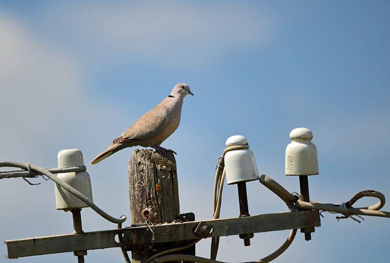 Collared Dove - Central Macedonia