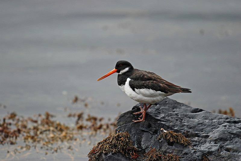Oystercatcher - Oystercatchers