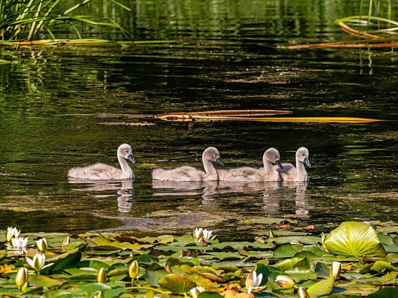 Mute Swan cygnets - Mute Swans