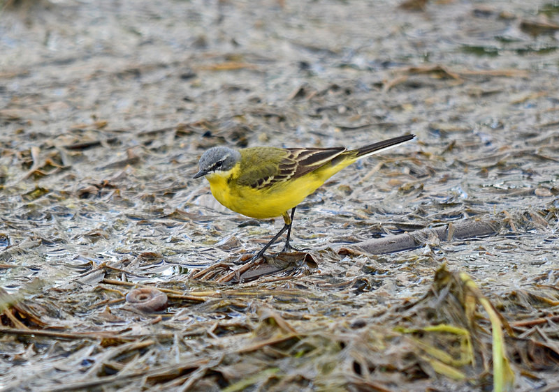 Blue-headed Wagtail