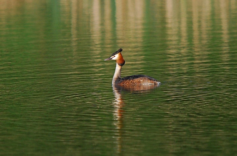 Great Crested Grebe - Grebes