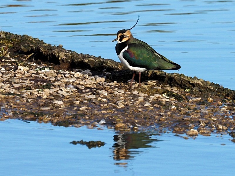Lapwing - Plovers