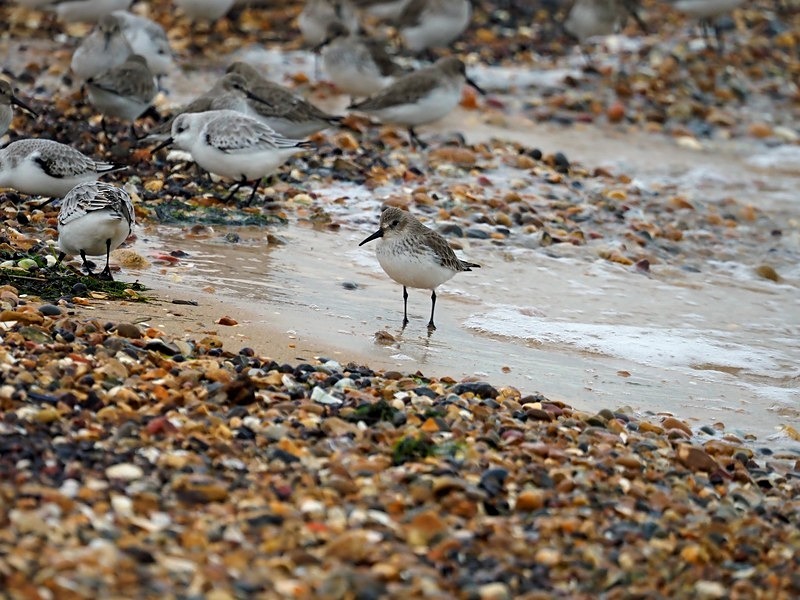 Dunlin - Sandpipers