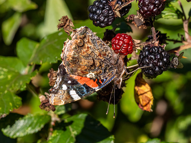 Red Admiral - Latest photos
