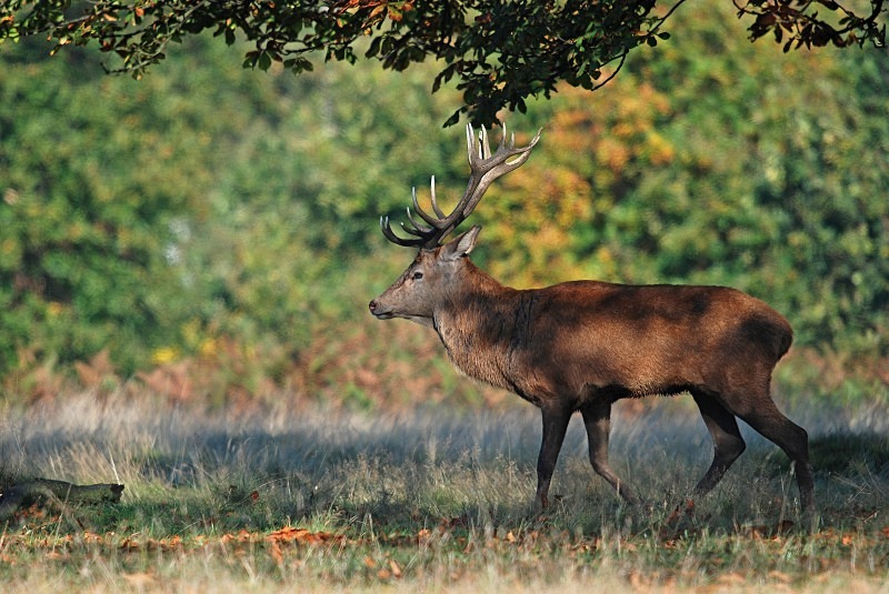 Red Deer - Red Deer