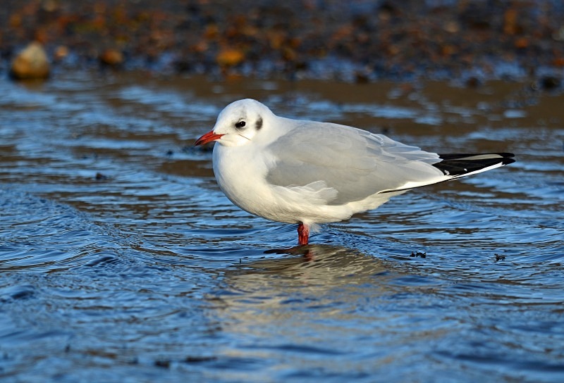 Black-headed Gull - Gulls