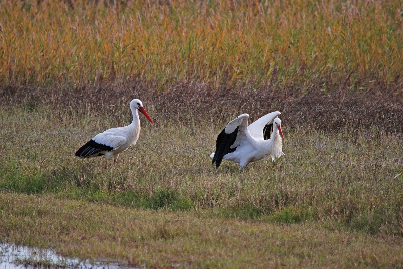 White Storks - Catalunya