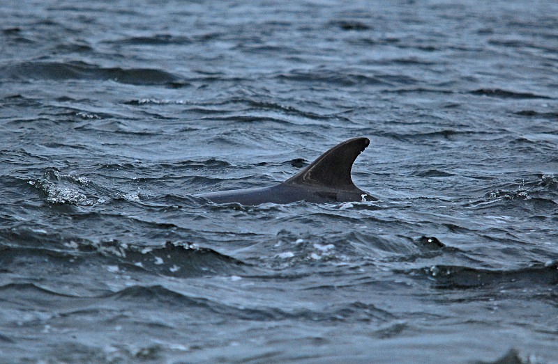 Bottlenose Dolphin - Whales and dolphins