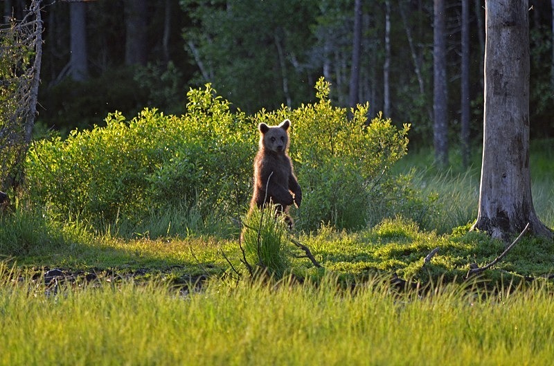 Brown Bear cub - North Finland - part 2