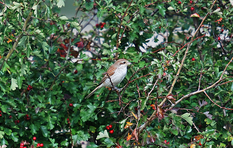 Red-backed Shrike - Shrikes
